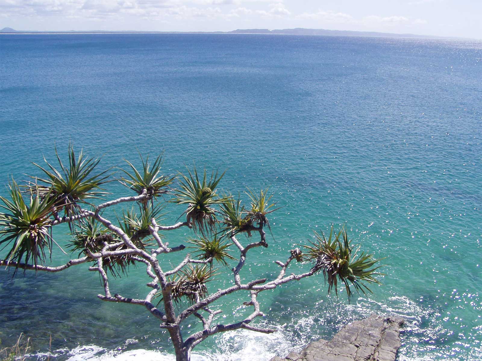 Pandanus