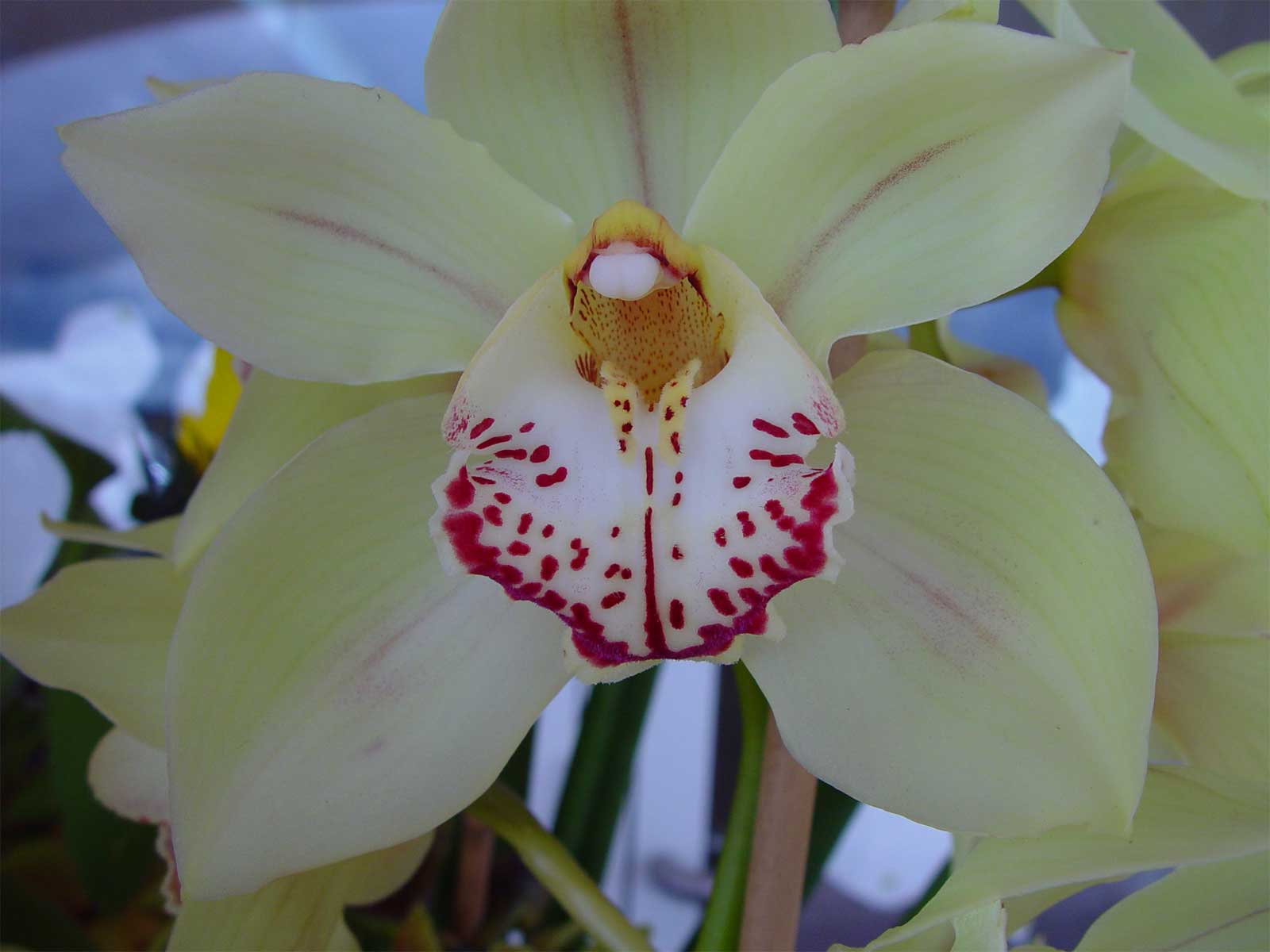 Flower